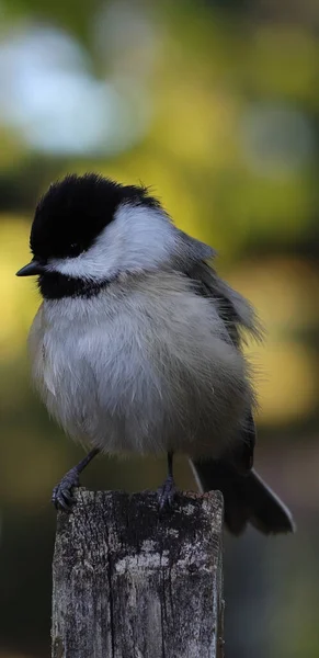 Closeup Black Capped Chickadee Perched Branch — Stock Photo, Image