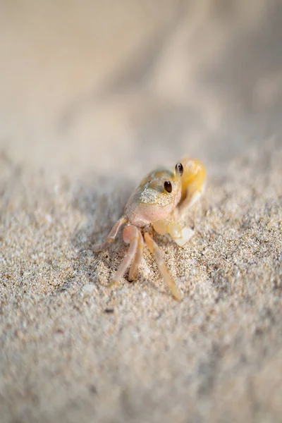 Vertical Shota Vertical Shot Crab Sand Crab Sand — Fotografia de Stock