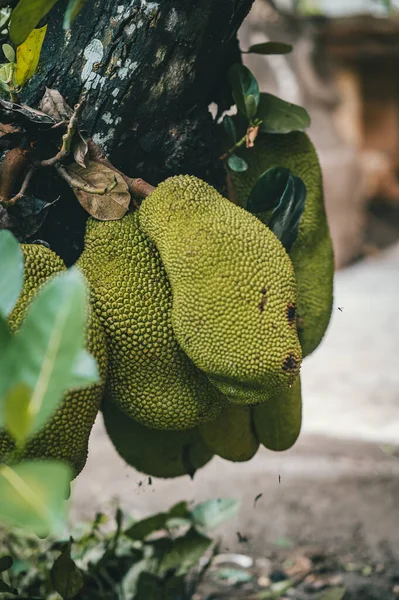 Een Close Van Jackfruit Artocarpus Heterophyllus Een Boom — Stockfoto