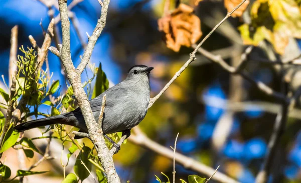 Selektive Fokusaufnahme Eines Spottvogels Der Einem Sonnigen Tag Auf Einem — Stockfoto