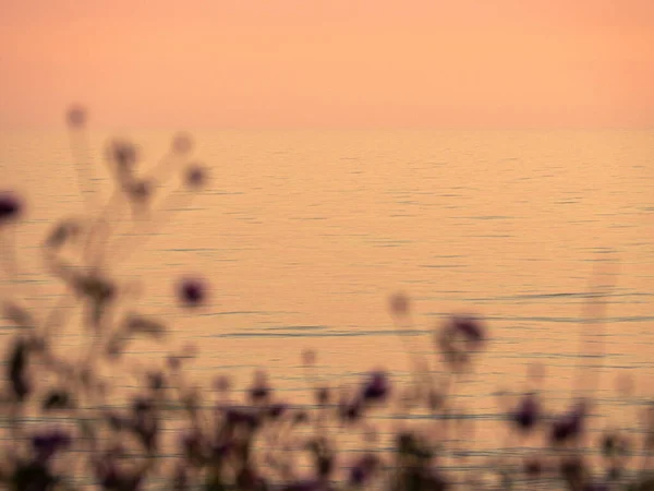 View Seascape Sunset Flowers — Stock Photo, Image
