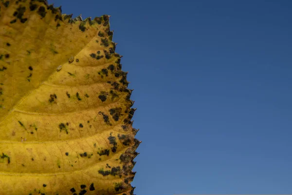 Closeup Shot Yellow Maple Leaf Blurred Background — Fotografia de Stock
