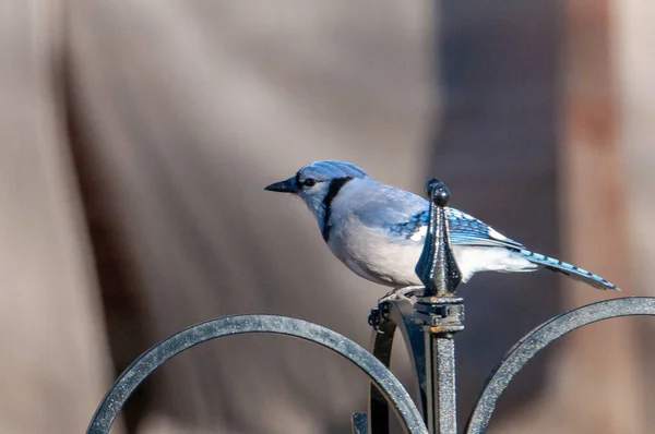 Closeup Shot Small Beautiful Bird Standing Metal Fence Blurred Background — Foto Stock