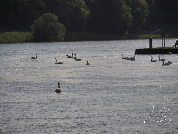 Una Hermosa Vista Cisnes Graciosos Flotando Lago —  Fotos de Stock