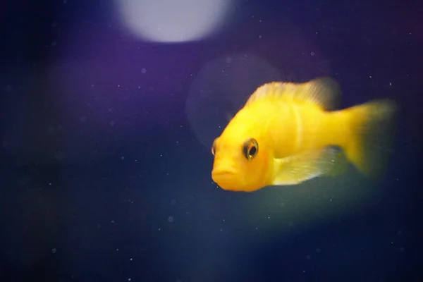 Peixe Amarelo Nadando Aquário — Fotografia de Stock