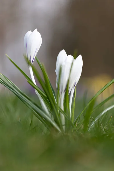 Primer Plano Crocuses Blancas —  Fotos de Stock