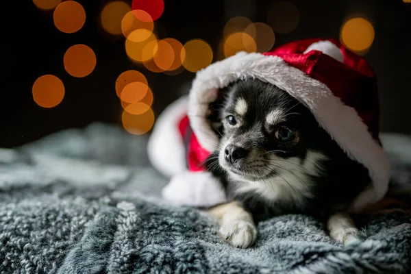 Een Chihuahua Santa Hoed Bokeh Achtergrond — Stockfoto