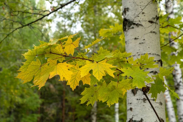 Closeup Shot Autumn Maple Leaves Branch Forest — Fotografia de Stock