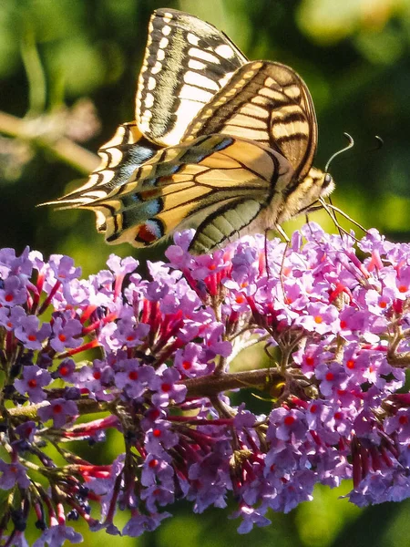 Primer Plano Vertical Una Mariposa Sobre Una Flor Lila Jardín —  Fotos de Stock