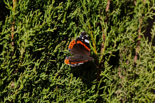 Closeup Shot Red Admiral Butterfly Coniferous Green Plant Garden Sunny — Stock Photo, Image