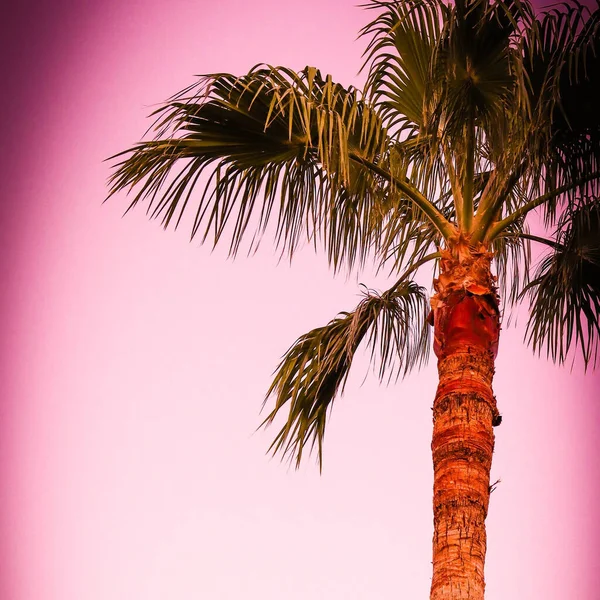 Bir Palmiye Ağacının Alçak Açılı Görüntüsü — Stok fotoğraf