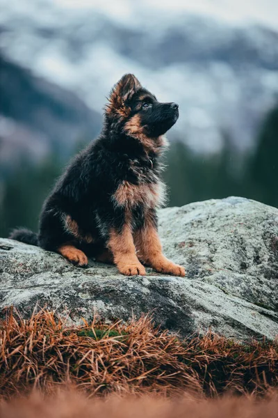 Vertical Shot Adorable German Shepherd Puppy Sitting Rock Mountains — Fotografia de Stock