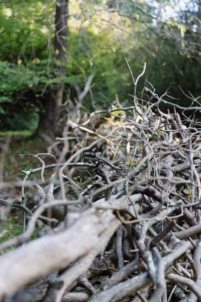 Vertikální Záběr Hromadu Řezaných Větví Stromu Lese — Stock fotografie