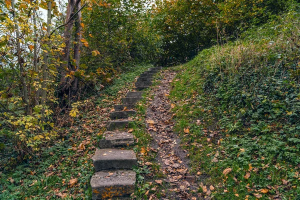 Une Belle Vue Sur Sentier Dans Forêt — Photo