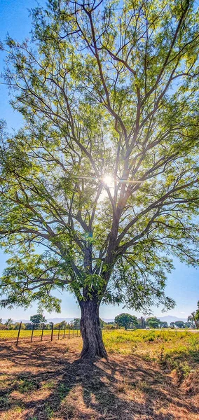 Belo Tiro Uma Árvore Campo Dia Ensolarado — Fotografia de Stock