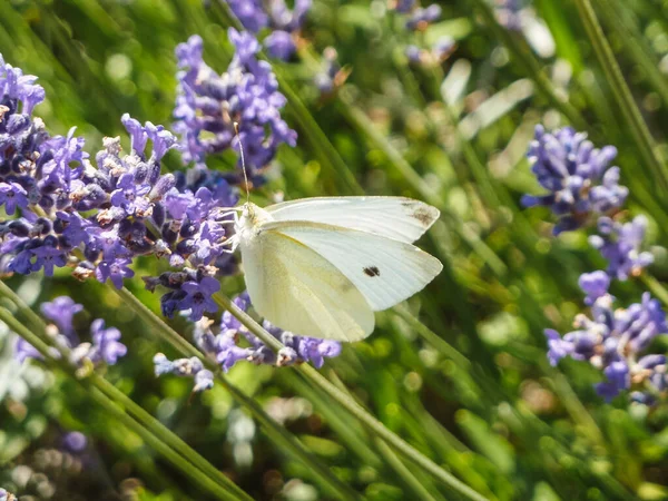 薰衣草花上一只白色蝴蝶的特写镜头 — 图库照片
