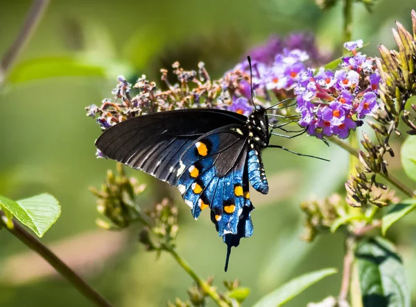 Closeup Shot Butterfly Blooming Flower — Stock Photo, Image