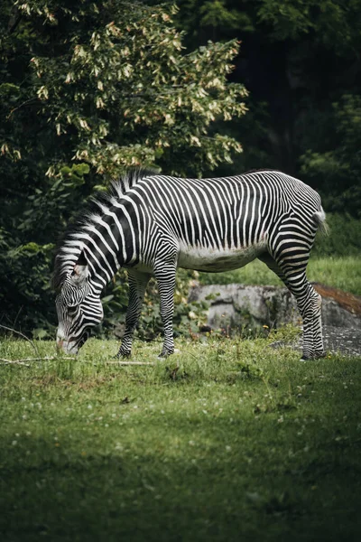 Vertical Shot Zebra Grazing Grass — Stockfoto