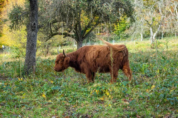 Ganado Escocés Montaña Con Pelaje Marrón Cuida Vegetación Prado Una —  Fotos de Stock