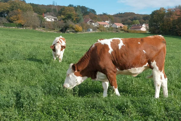 Dvě Krásné Hnědé Bílé Krávy Pasoucí Čerstvé Zelené Trávy Poli — Stock fotografie