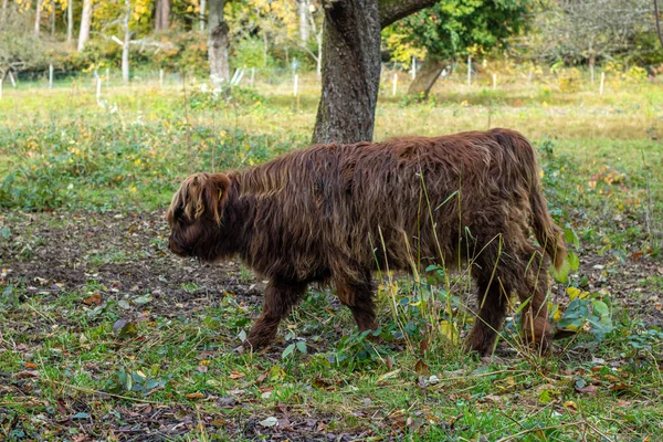 位于德国南部一个自然保护区的草地上 苏格兰高地一头长着棕色毛皮的牛正在照料着草原上的植被 — 图库照片