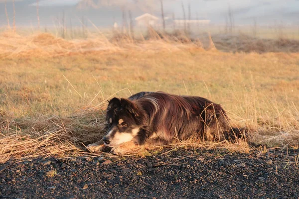 Sad Lonely Dog Resting Ground Village Iceland — Stock fotografie