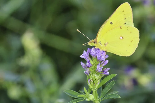A soft focus of a clouded sulphur butterfly gathering nectar from a flower at a park