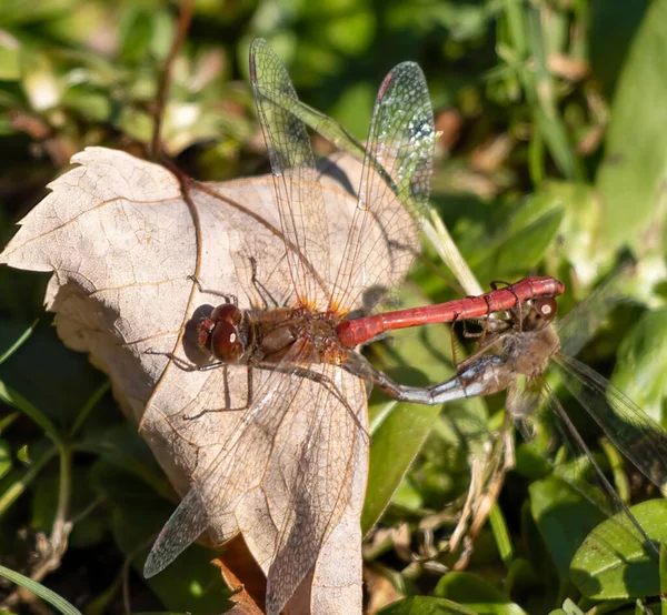 Closeup Shot Small Dragonflies Sitting Leaf — Fotografia de Stock