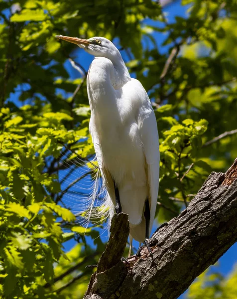 Low Angle Shot Great Egret Perched Tree — Fotografia de Stock