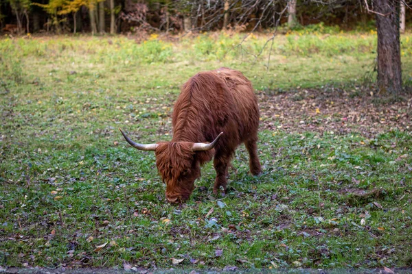 Gado Montanhoso Escocês Com Pele Marrom Cuida Vegetação Prado Uma — Fotografia de Stock