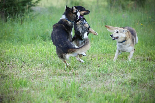 Três Cães Brincando Uns Com Outros Livre — Fotografia de Stock