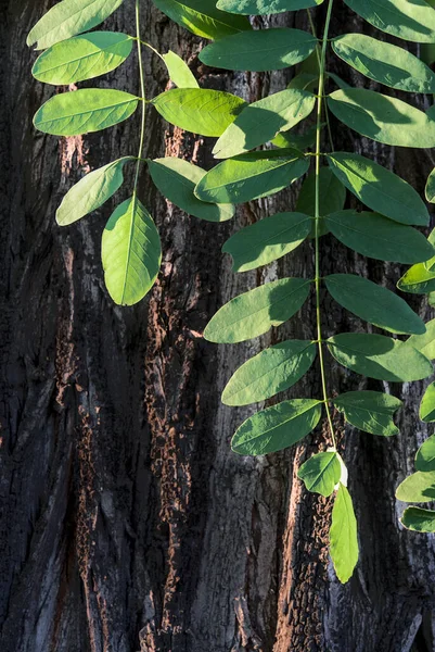 Disparo Vertical Hojas Iluminadas Por Sol Frente Una Corteza Árbol — Foto de Stock