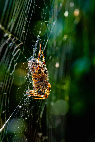 金と黒のパターンを持つクモの垂直ショットは そのウェブ上で — ストック写真
