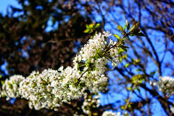 Selective Focus Shot Branch Bloom Bird Cherry Tree Prunus Padus — Stock Photo, Image