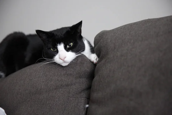 Adorable Black White Cat Lounging Sofa — Stockfoto