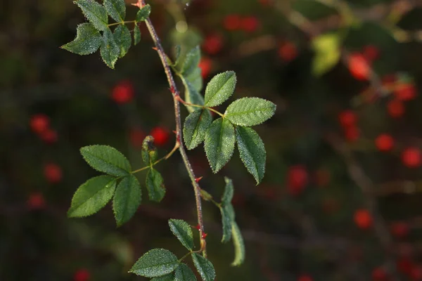 Une Branche Verte Cynorrhodons Matin Rosée — Photo