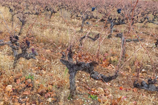 Wijngaard Herfst Druivencluster Gard Frankrijk — Stockfoto