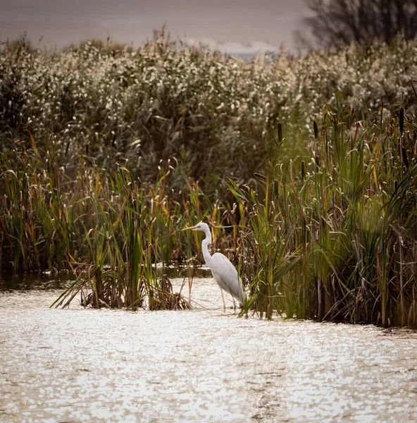 Great White Egret Marsh — Fotografia de Stock