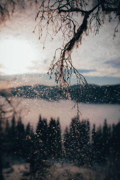 Vertical Shot Snowflakes Falling Tree Branches Sunset — Fotografia de Stock