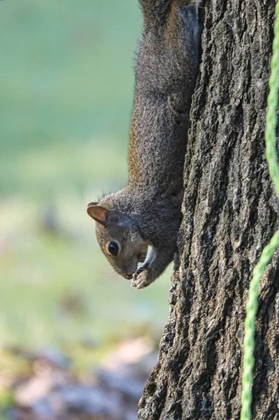 Vertical Shot Cute Squirrel Tree Park — Zdjęcie stockowe