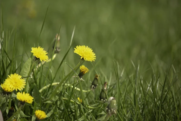 Спокійний Вид Жовті Квіти Лузі Розмитим Зеленим Тлом — стокове фото