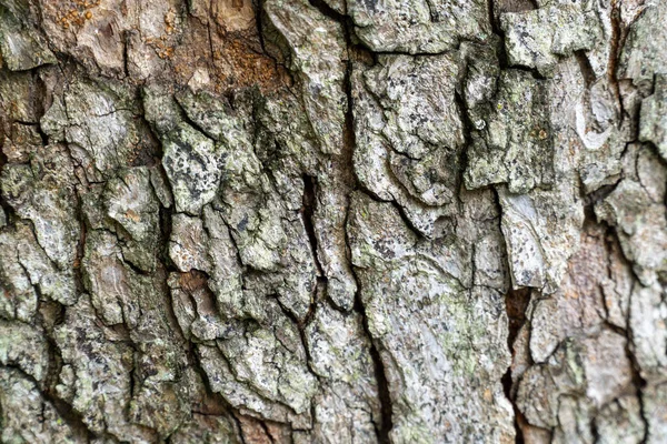 Detailní Záběr Textury Kmene Stromu — Stock fotografie