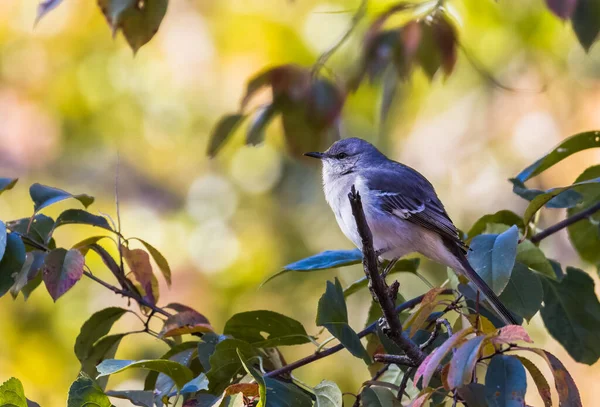 Mise Point Sélective Oiseau Moqueur Perché Sur Une Branche — Photo