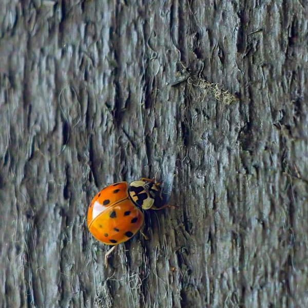 Plan Rapproché Une Petite Coccinelle Sur Une Écorce Arbre — Photo