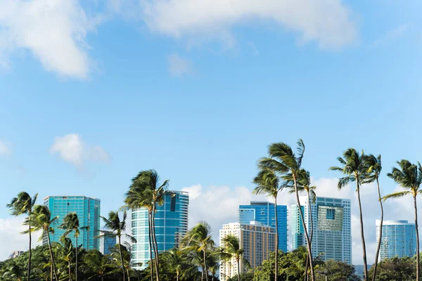 Φοίνικες Στη Χονολουλού Waikiki — Φωτογραφία Αρχείου