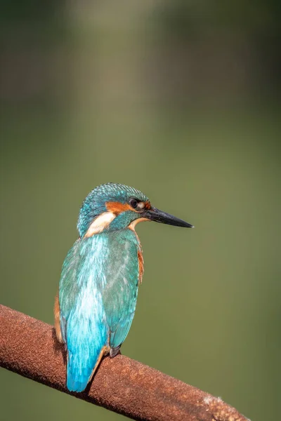 Closeup Colorful Common Kingfisher Sitting Reedmace Seed Head — Stockfoto