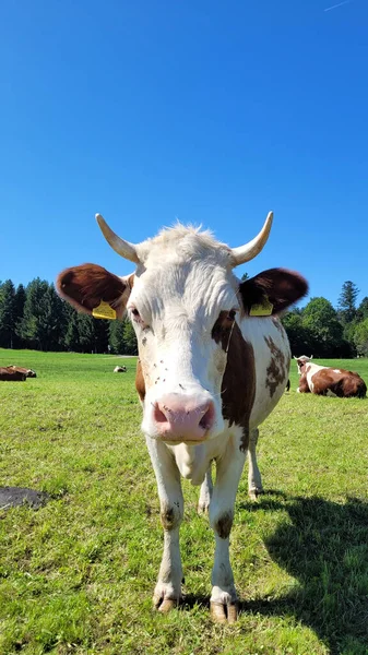 Egy Gyönyörű Kép Egy Tehénről Ahogy Napközben Fűben Áll — Stock Fotó