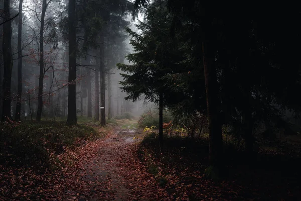 Ландшафтний Вид Баварський Лісовий Шлях Осіннього Вечора Баварія Німеччина — стокове фото