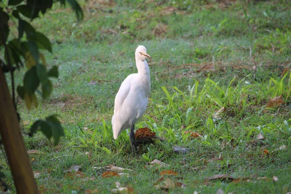 Lovely White Egret Perched Grassy Ground Dry Fallen Leaves Daytime — Stockfoto