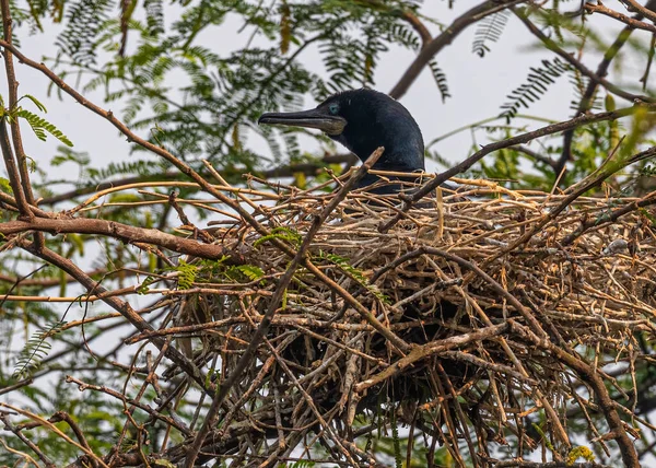 Cormorão Chocar Seus Ovos Numa Árvore — Fotografia de Stock